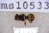  ( - UHIM.ms10533)  @11 [ ] BY-NC-ND (2023) University of Hawaii Insect Museum UHIM