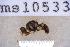  ( - UHIM.ms10533)  @11 [ ] BY-NC-ND (2023) University of Hawaii Insect Museum UHIM