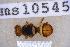  ( - UHIM.ms10545)  @11 [ ] BY-NC-ND (2023) University of Hawaii Insect Museum UHIM
