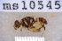  ( - UHIM.ms10545)  @11 [ ] BY-NC-ND (2023) University of Hawaii Insect Museum UHIM