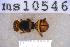  ( - UHIM.ms10546)  @11 [ ] BY-NC-ND (2023) University of Hawaii Insect Museum UHIM