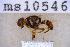  ( - UHIM.ms10546)  @11 [ ] BY-NC-ND (2023) University of Hawaii Insect Museum UHIM