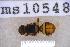  ( - UHIM.ms10548)  @11 [ ] BY-NC-ND (2023) University of Hawaii Insect Museum UHIM
