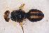  ( - UHIM.ms07957)  @11 [ ] by-nc-nd (2020) University of Hawaii Insect Museum University of Hawaii Insect Museum