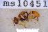  ( - UHIM.ms10451)  @11 [ ] BY-NC-ND (2023) University of Hawaii Insect Museum UHIM
