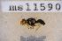  (Bactrocera psidii - UHIM.ms11590)  @11 [ ] by-nc-nd (2020) University of Hawaii Insect Museum University of Hawaii Insect Museum