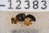  ( - UHIM.ms12383)  @11 [ ] by-nc-nd (2020) University of Hawaii Insect Museum University of Hawaii Insect Museum