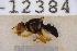  ( - UHIM.ms12384)  @11 [ ] by-nc-nd (2020) University of Hawaii Insect Museum University of Hawaii Insect Museum