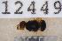  ( - UHIM.ms12449)  @11 [ ] by-nc-nd (2020) University of Hawaii Insect Museum University of Hawaii Insect Museum