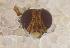  ( - UHIM.ms12449)  @11 [ ] by-nc-nd (2020) University of Hawaii Insect Museum University of Hawaii Insect Museum