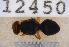  ( - UHIM.ms12450)  @11 [ ] by-nc-nd (2020) University of Hawaii Insect Museum University of Hawaii Insect Museum