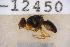  ( - UHIM.ms12450)  @11 [ ] by-nc-nd (2020) University of Hawaii Insect Museum University of Hawaii Insect Museum