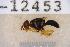 ( - UHIM.ms12453)  @11 [ ] by-nc-nd (2020) University of Hawaii Insect Museum University of Hawaii Insect Museum