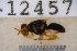  ( - UHIM.ms12457)  @11 [ ] by-nc-nd (2020) University of Hawaii Insect Museum University of Hawaii Insect Museum