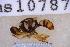  ( - UHIM.ms10787)  @11 [ ] BY-NC-ND (2023) University of Hawaii Insect Museum UHIM