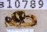  ( - UHIM.ms10789)  @11 [ ] BY-NC-ND (2023) University of Hawaii Insect Museum UHIM