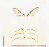  ( - UHIM.ms10789)  @11 [ ] BY-NC-ND (2023) University of Hawaii Insect Museum UHIM