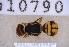  ( - UHIM.ms10790)  @11 [ ] BY-NC-ND (2023) University of Hawaii Insect Museum UHIM