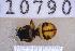  ( - UHIM.ms10790)  @11 [ ] BY-NC-ND (2023) University of Hawaii Insect Museum UHIM
