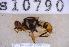  ( - UHIM.ms10790)  @11 [ ] BY-NC-ND (2023) University of Hawaii Insect Museum UHIM