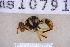  ( - UHIM.ms10791)  @11 [ ] BY-NC-ND (2023) University of Hawaii Insect Museum UHIM