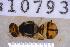  ( - UHIM.ms10793)  @11 [ ] BY-NC-ND (2023) University of Hawaii Insect Museum UHIM