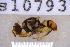  ( - UHIM.ms10793)  @11 [ ] BY-NC-ND (2023) University of Hawaii Insect Museum UHIM