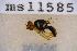  (Bactrocera trilineola - UHIM.ms11585)  @11 [ ] by-nc-nd (2020) University of Hawaii Insect Museum University of Hawaii Insect Museum