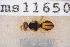  ( - UHIM.ms11650)  @11 [ ] by-nc-nd (2020) University of Hawaii Insect Museum University of Hawaii Insect Museum
