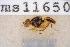  ( - UHIM.ms11650)  @11 [ ] by-nc-nd (2020) University of Hawaii Insect Museum University of Hawaii Insect Museum
