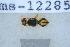  ( - UHIM.ms12285)  @11 [ ] by-nc-nd (2020) University of Hawaii Insect Museum University of Hawaii Insect Museum