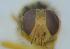  ( - UHIM.ms12285)  @11 [ ] by-nc-nd (2020) University of Hawaii Insect Museum University of Hawaii Insect Museum
