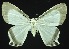  (Cyphura caudiferaria - USNM ENT 00800127)  @13 [ ] Unspecified (default): All Rights Reserved  Unspecified Unspecified