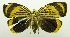  (Bursadella timetica - USNM ENT 00808609)  @14 [ ] Unspecified (default): All Rights Reserved  Unspecified Unspecified