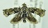  (Eucosmocydia pappeana - USNM ENT 00808623)  @14 [ ] Unspecified (default): All Rights Reserved  Unspecified Unspecified