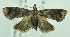  (Thaumatotibia batracopa ABY3250 - USNM ENT 00808637)  @13 [ ] Unspecified (default): All Rights Reserved  Unspecified Unspecified