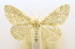  (Hemidromodes affinis - USNM ENT 00808866)  @11 [ ] Unspecified (default): All Rights Reserved  Unspecified Unspecified