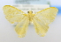  (Acraga serrata - USNM ENT 00908160)  @11 [ ] Unspecified (default): All Rights Reserved  Unspecified Unspecified