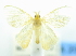  ( - USNM ENT 00980208)  @11 [ ] Unspecified (default): All Rights Reserved  Unspecified Unspecified