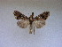  (Plusiopalpa - USNM ENT 00719236)  @14 [ ] Unspecified (default): All Rights Reserved  Unspecified Unspecified