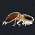  (Cornitermes pilosus - LS-2014-617)  @11 [ ] CreativeCommons  Attribution Non-Commercial Share-Alike (2017) Patricia Pinzon Universidad Distrital Francisco Jose de Caldas