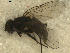  ( - 08WOLVES-00672)  @12 [ ] CreativeCommons - Attribution (2010) Caitlin Vandermeer, Biodiversity Institute of Ontario Centre for Biodiversity Genomics