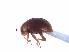  (Scymnus rhamphiatus - SPM6-1)  @11 [ ] CreativeCommons - Attribution Share-Alike (2019) Unspecified South China Agricultural University, Department of Entomology