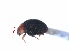  ( - SPM16)  @11 [ ] CreativeCommons - Attribution Share-Alike (2019) Unspecified South China Agricultural University, Department of Entomology