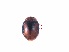  ( - SPM28)  @11 [ ] CreativeCommons - Attribution Share-Alike (2019) Unspecified South China Agricultural University, Department of Entomology
