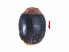  ( - SPM29)  @11 [ ] CreativeCommons - Attribution Share-Alike (2019) Unspecified South China Agricultural University, Department of Entomology