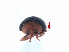  ( - SPM29)  @11 [ ] CreativeCommons - Attribution Share-Alike (2019) Unspecified South China Agricultural University, Department of Entomology