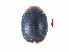  ( - SPM35)  @11 [ ] CreativeCommons - Attribution Share-Alike (2019) Unspecified South China Agricultural University, Department of Entomology