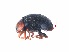  ( - SPM35)  @11 [ ] CreativeCommons - Attribution Share-Alike (2019) Unspecified South China Agricultural University, Department of Entomology