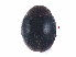  ( - SPM36)  @11 [ ] CreativeCommons - Attribution Share-Alike (2019) Unspecified South China Agricultural University, Department of Entomology